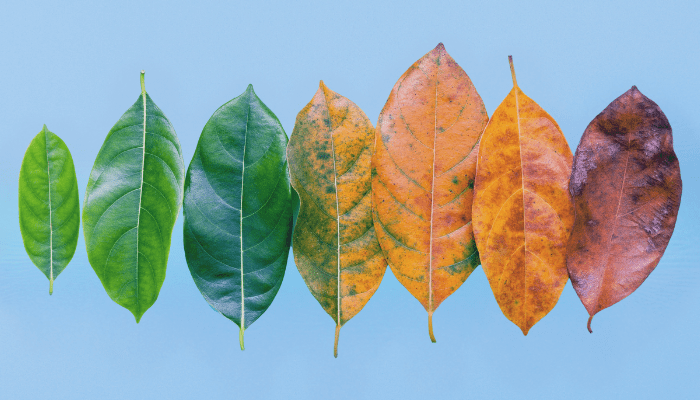 Seven leaves showing a gradient from green to brown on a blue background.