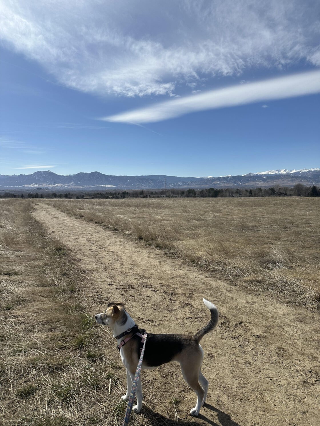 Dog on a leash standing on a dirt path with mountains and blue sky in the background.